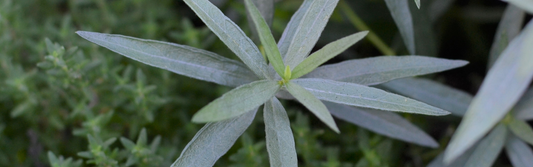 How to Harvest Tarragon | Season Herbs