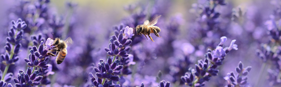 How to Stop Insects Eating Plant Leaves | Season Herbs