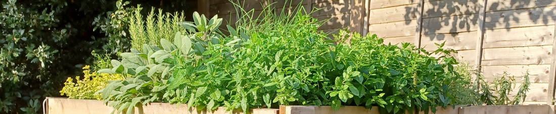 What to do with herbs in winter