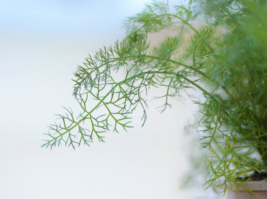 Closeup of Soft and Delicate Fennel Leaf | Season Herbs