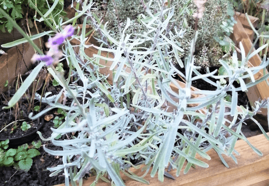 Closeup of Plants in Garden Raised Bed | Season Herbs