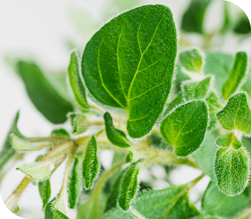 Close Up of Plant | Season Herbs