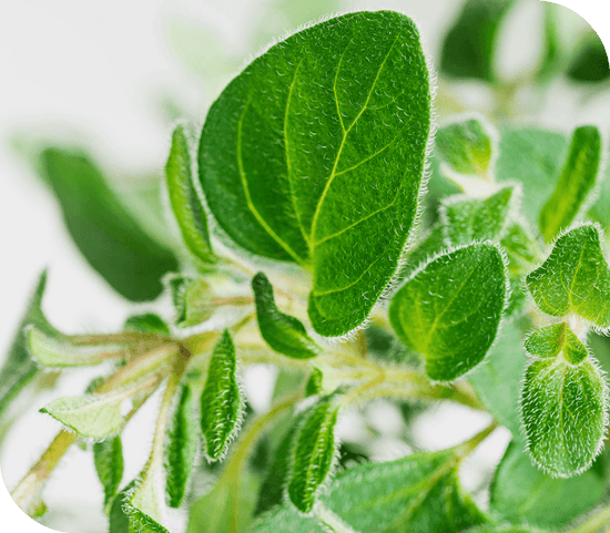 Close Up of Plant | Season Herbs