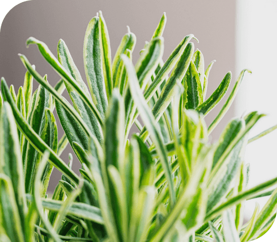 Close Up of Kitchen Plant | Season Herbs
