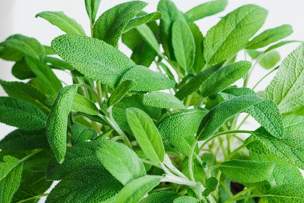 Close up of Bright Green Healthy Plant | Season Herbs