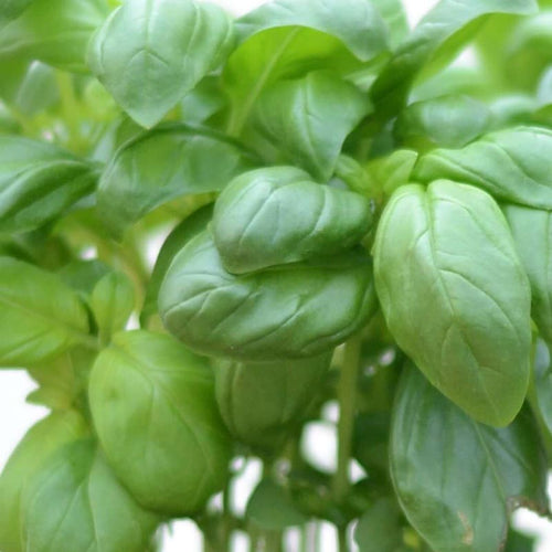 Basil