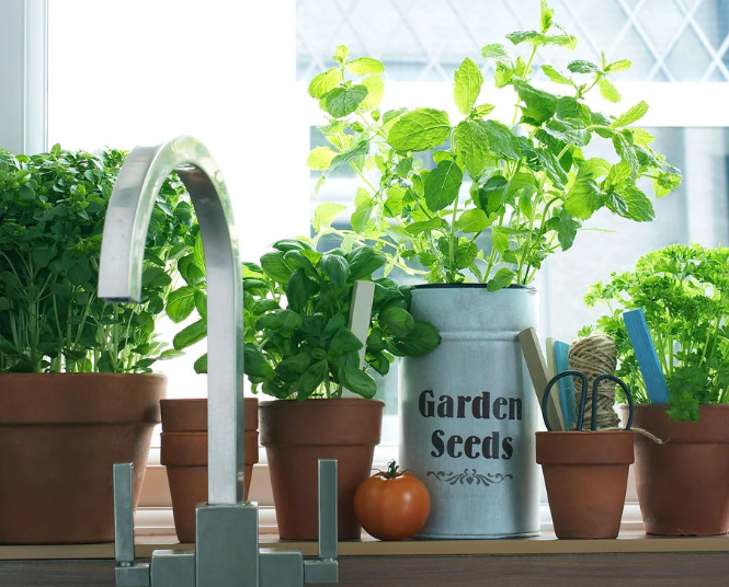 Grow Your Own Herbs at Home | Season Herbs