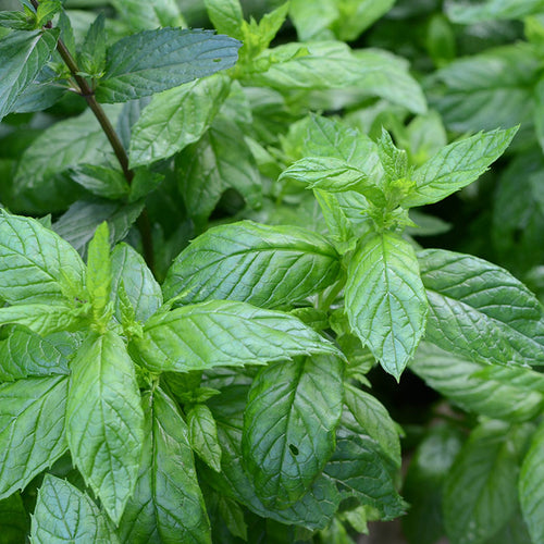 Moroccan Mint