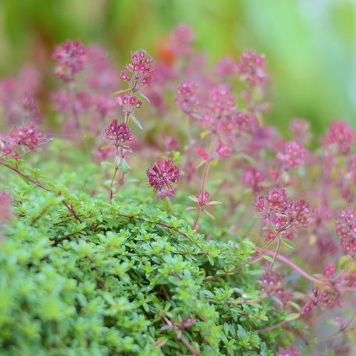 Creeping Red Thyme