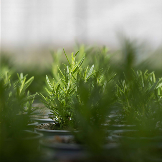 Closeup of Plant in Nursery | Season Herbs
