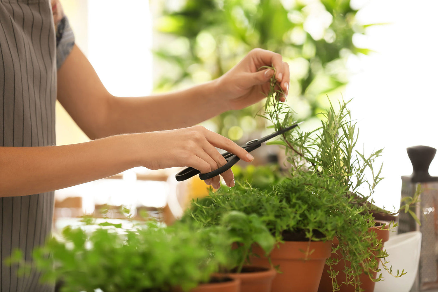 Person Harvesting Herbs in Kitchen | Season Herbs
