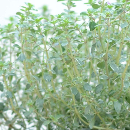Silver Thyme