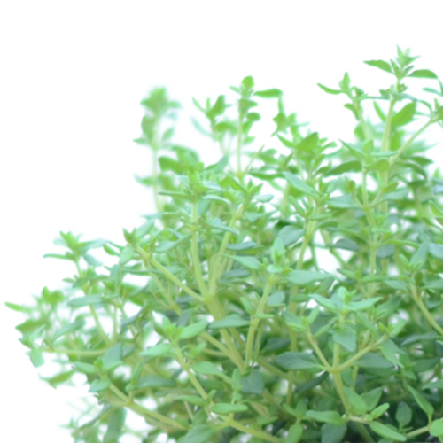 Thyme