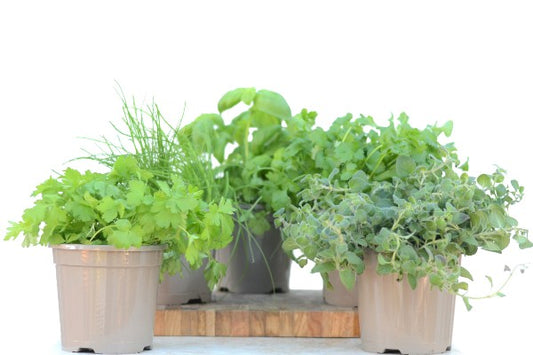 Collection of Culinary Herb Kitchen Garden Plants | Season Herbs