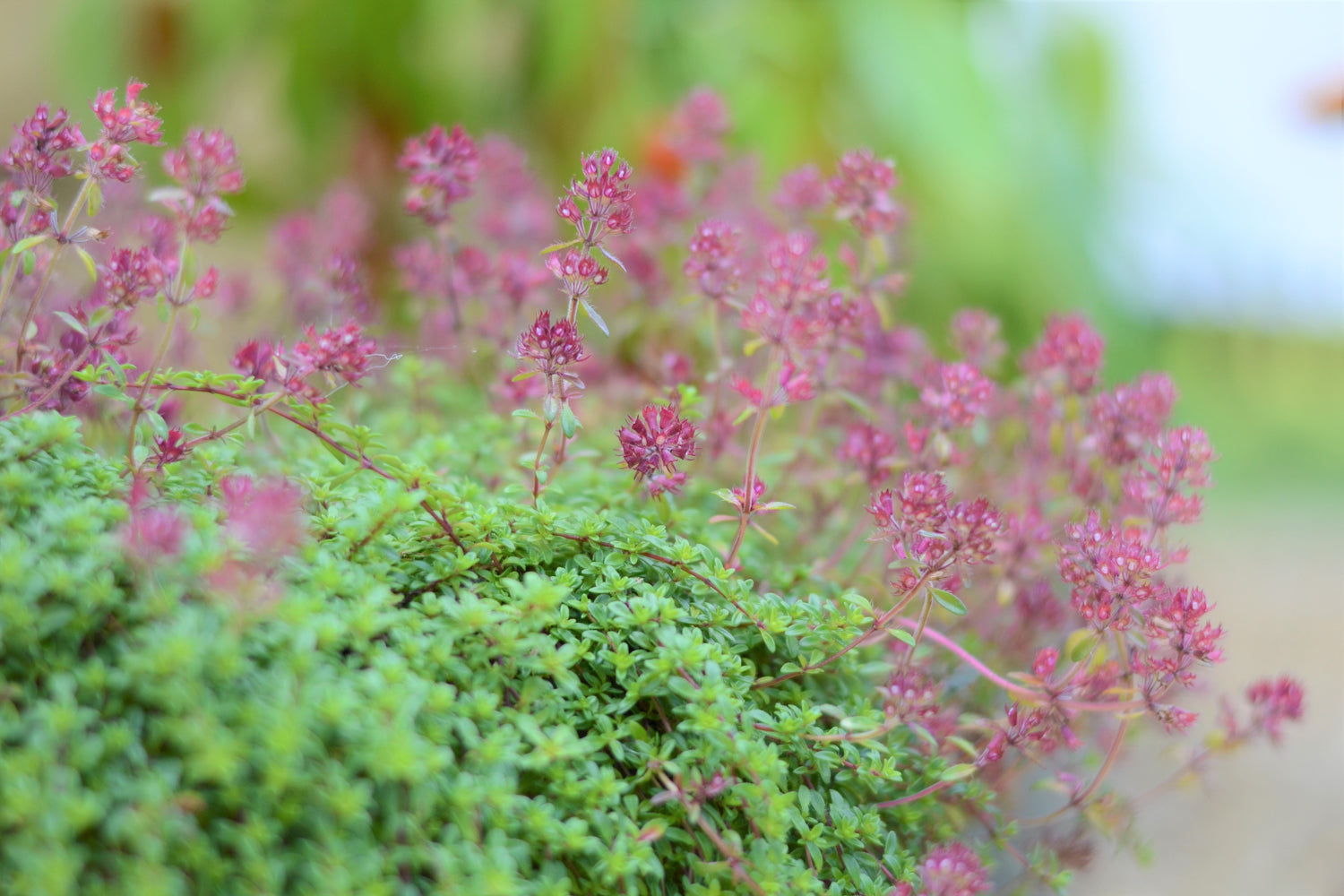Bush of Creeping Red Thyme, Red Flowers | Season Herbs