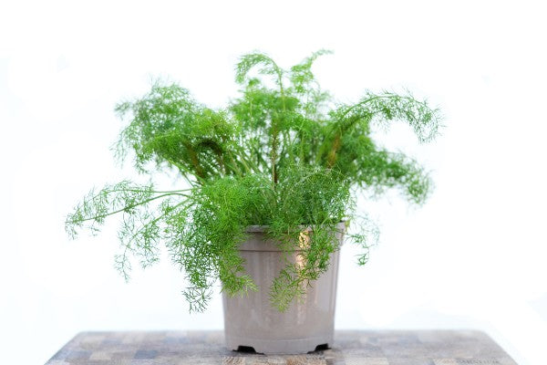 Single Bronze Fennel Herb in Starter Pot | Season Herbs