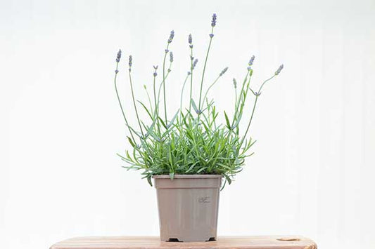 Lavender Hidcote