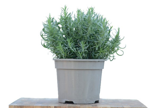 Lavender Melissa Lilac 2L
