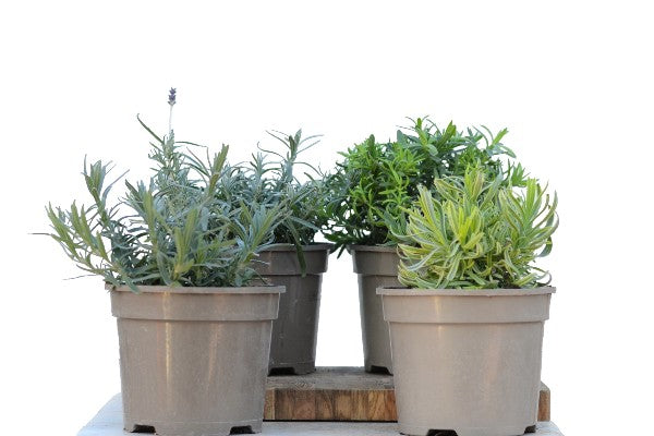 Collection of Lavender Edible Herb Plants | Season Herbs