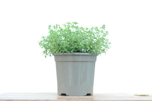 Single Lemon Thyme Herb in Starter Pot | Season Herbs