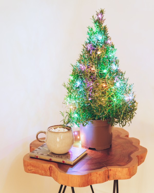 Rosemary Christmas Tree