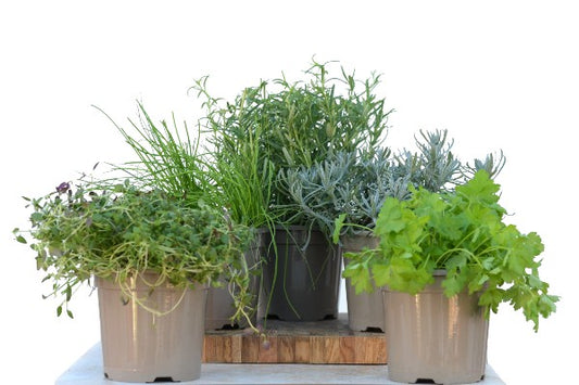 Collection of Herbs for Spring in Starter Pots | Season Herbs