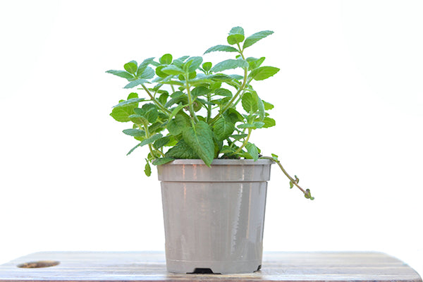 Apple Mint in a planter