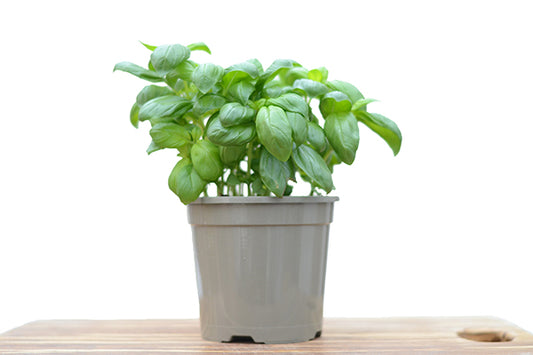 Basil in a Planter, Buy Basil Plants at Season Herbs