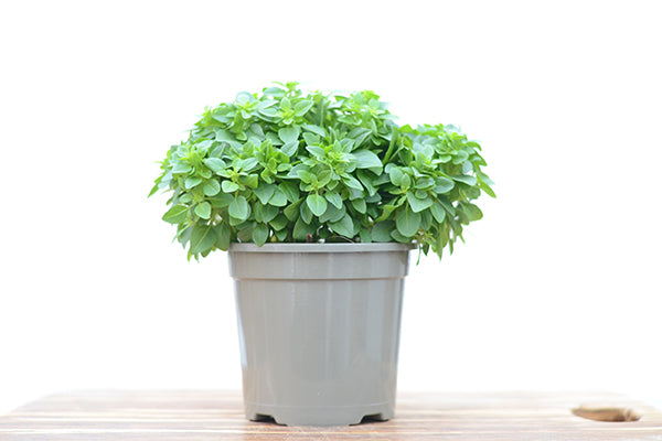 Greek Basil in a planter
