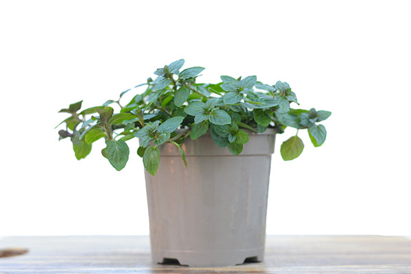 Chocolate Mint in a planter