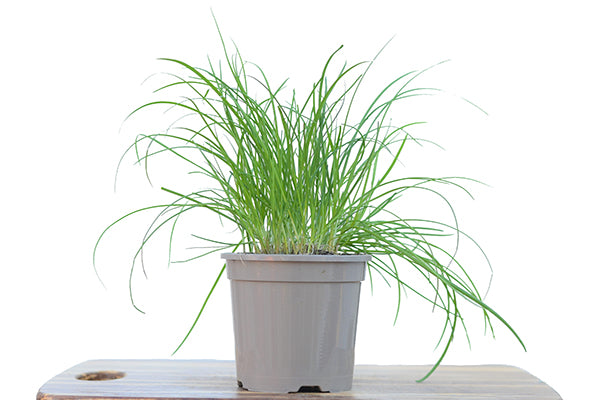 Garlic Chives in a planter