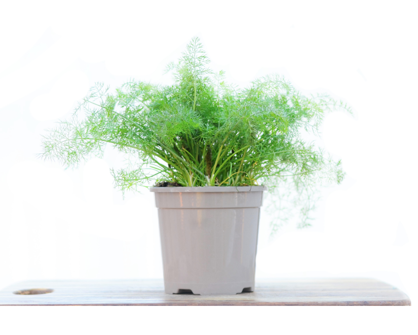 Fennel in a Planter with White Background, Fennel Plants for Sale | Season Herbs