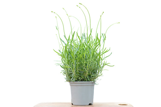 Lavender Munstead in a planter