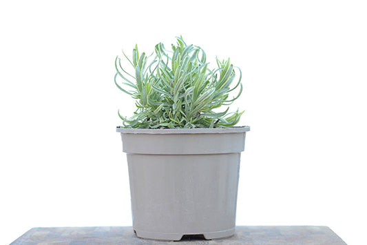 Lavender Platinum Blonde 2L in a planter