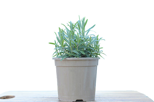 Lavender Rosea 2L in a planter