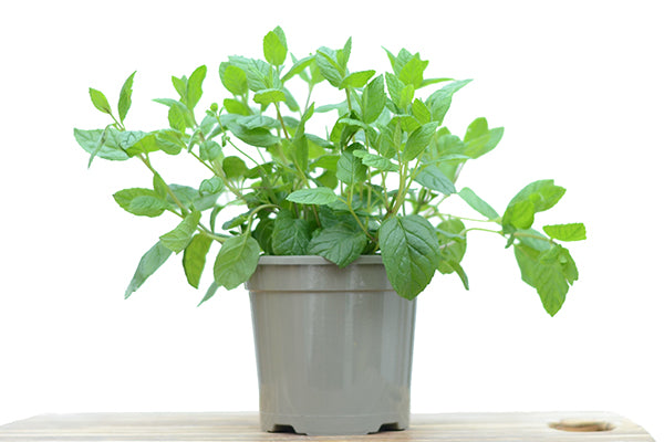 Mint in a Planter with White Background, Buy Mint Plant Online | Season Herbs