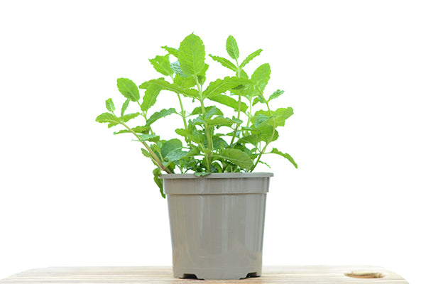 Moroccan Mint in a planter