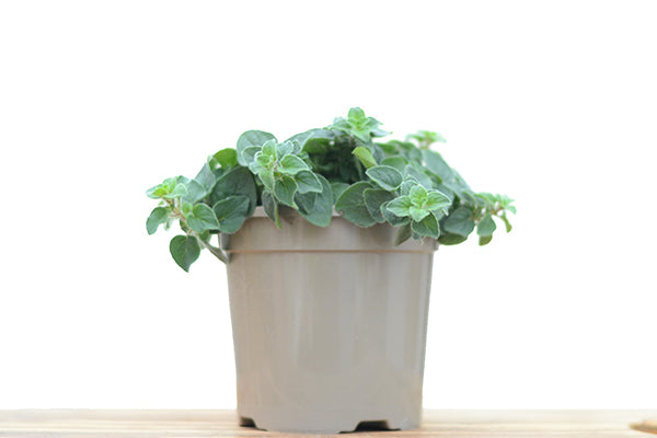 Oregano in a Planter with White Background, Buy Oregano Plant Online | Season Herbs