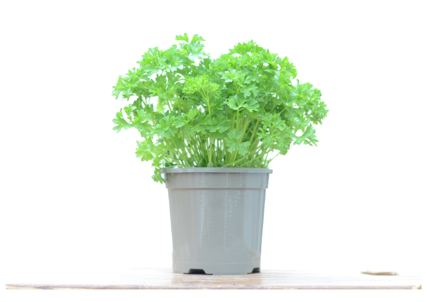Parsley in Planter, Buy Parsley Plant Online | Season Herbs