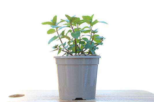 Peppermint in a planter