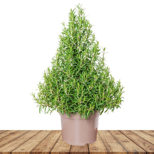 Rosemary Christmas Tree