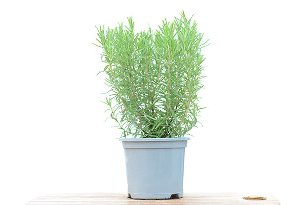 Rosemary in a planter