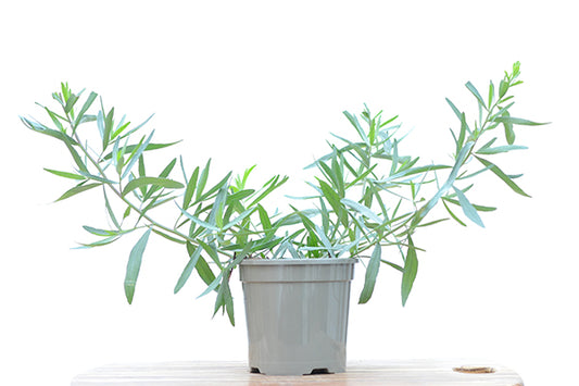 Tarragon in a planter