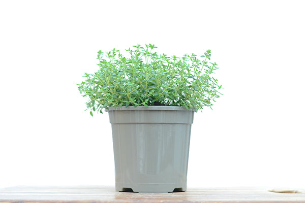 Thyme in a Planter, Thyme Plants for Sale | Season Herbs