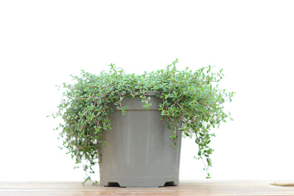Creeping Red Thyme in a planter