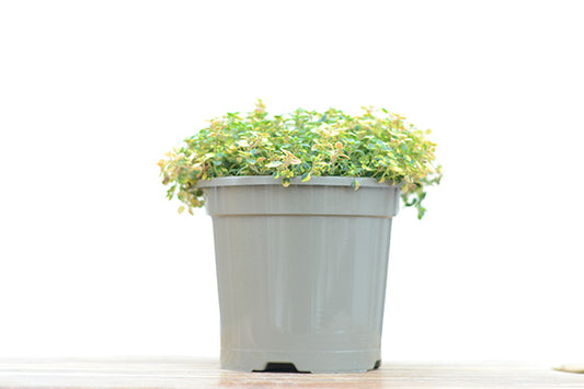 Variegated Lemon Thyme in a planter
