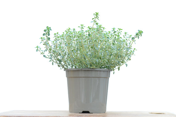 Silver Thyme in a planter